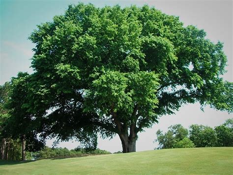 Illinois Tree Index Learn About Tree Species Jands Tree Service Inc