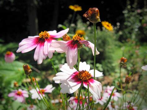 Photo 62049 Coreopsis Rosea Sweet Dreams Plant Lust