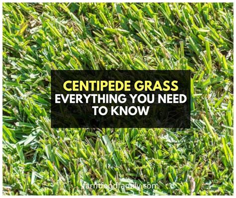 Centipede Grass Types Growing Care Guide Problems Diseases