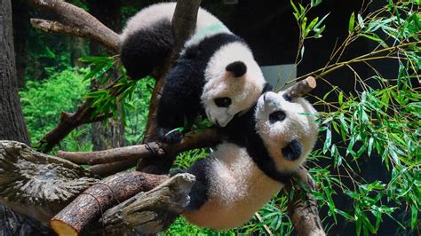 Just Adorable Twin Panda Cubs Make Their Debut At Japanese Zoo