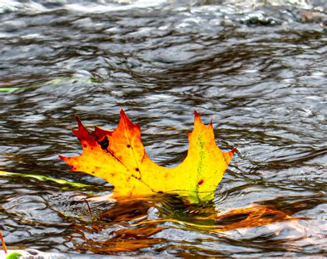 Dsc9497 Leaf In Stream Howard Eaton Flickr