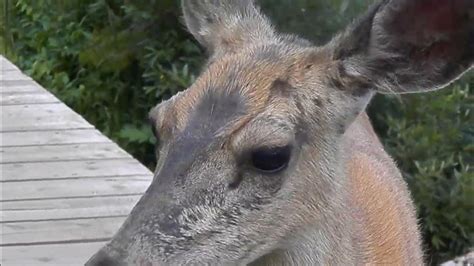 Deer With Large Neck Tumor Close Up Youtube