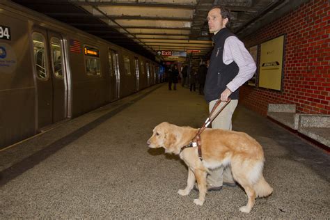 Guide Dogs Trained In Subways