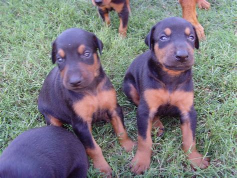 Twins Doberman Puppies Doberman Puppy Animals Puppies
