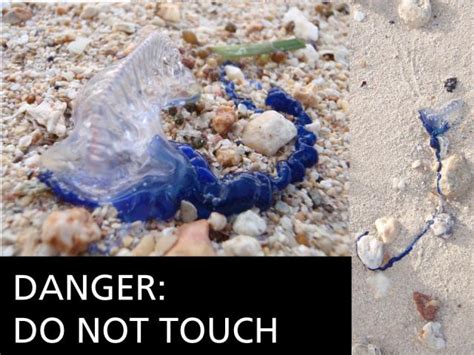 Dangerous Jellyfish At Asan Beach War In The Pacific