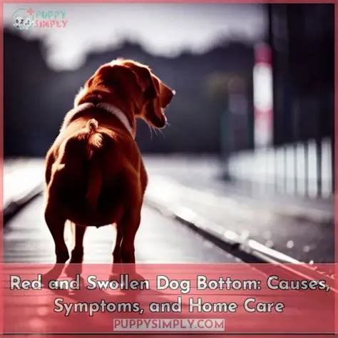 Red And Swollen Dog Bottom Causes Symptoms And Home Care