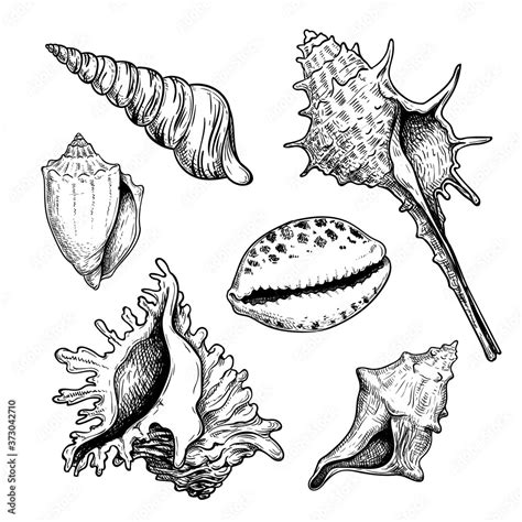 Sea Shells Sketch Set Hand Drawn Vector Drawing Of Different Types Sea