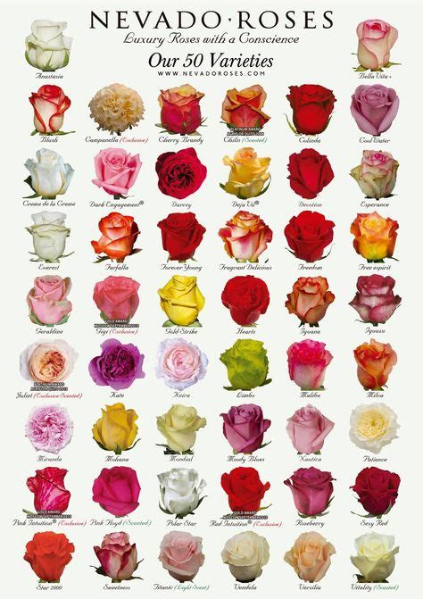 13 Name Of The Rose Ideas Rose Rose Varieties Flowers