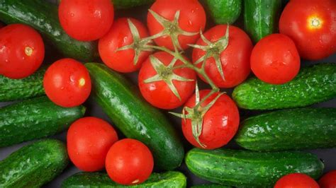 Gewächshaus Bepflanzen Mit Tomaten Und Gurken So Geht S