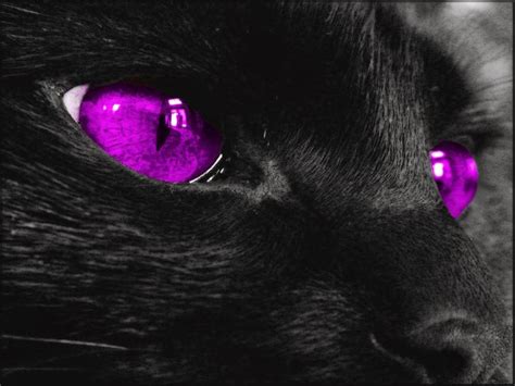 10 Best Purple And Black Images On Pinterest Violets