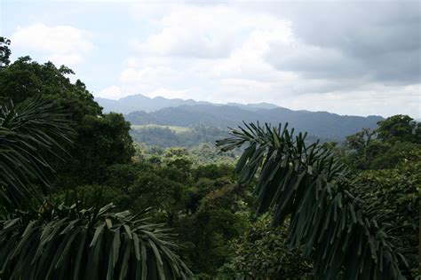 Costa Rica Trees Free Stock Photo Public Domain Pictures