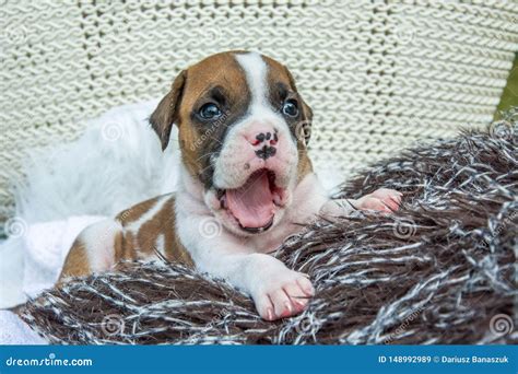 Yawning White Brown Boxer Puppy With Nose In Spots Stock Image Image