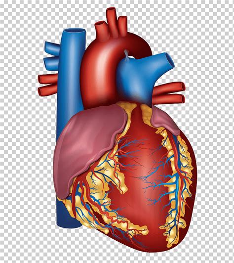 Ilustración Del Corazón Humano Rojo Y Azul Salud De La Arteria Del