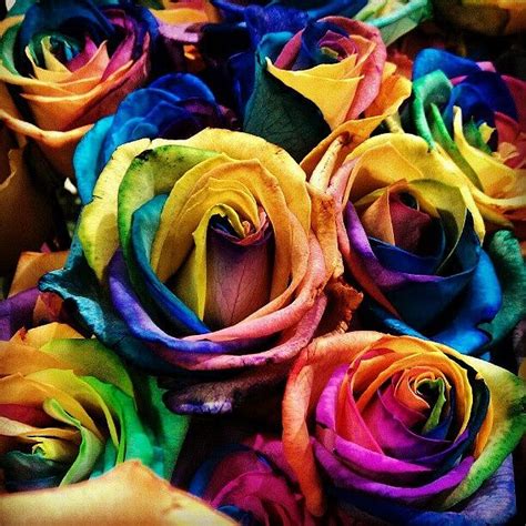 Tye Dye Roses Multicolored Roses Photograph By Emma Holton Fine