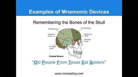 Moms Hub Mnemonic For Skull Bones