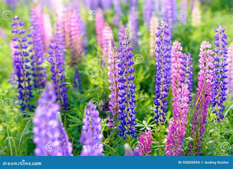 Lupinus Lupin Lupine Field With Pink Purple And Blue Flowers Stock