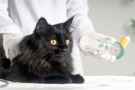 Lymphoma In Cats Symptoms And Treatment Glendale Vets