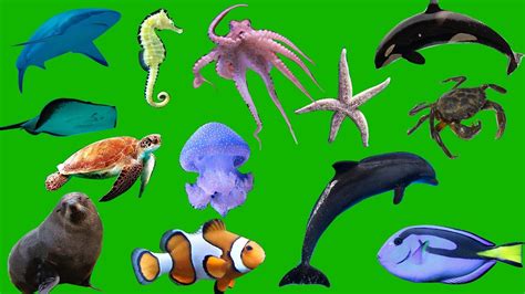 Learning Water Animals And Sea Animals Names For Kids Kids Mediatv