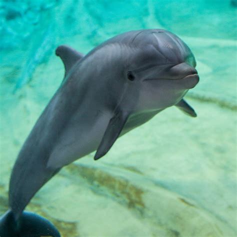 Common Bottlenose Dolphin Georgia Aquarium