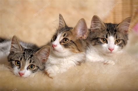 Download Three Kittens — Stock Image Kittens Kitten Photos Cats
