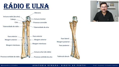 Rádio E Ulna Esqueleto Apendicular Sistema Esquelético Anatomia