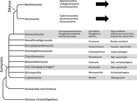 2 Overview Of Fungal Phylogeny Currently Recognized Phyla And Subphyla