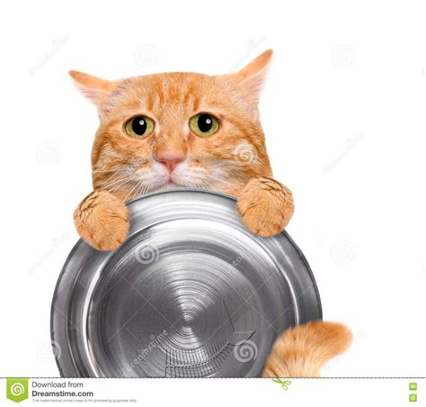 Hungry Cat Holding Food Bowl Stock Photo Image Of Dinner Joke