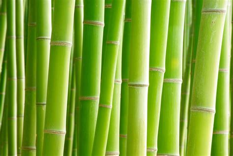 Bamboo Wallpaper 4k