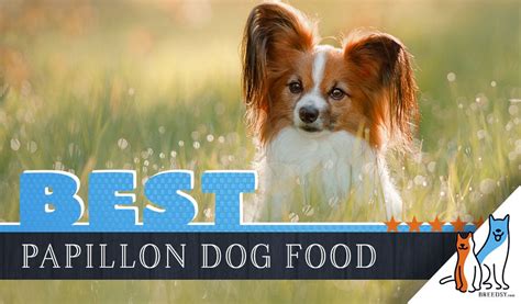 While many dog foods promise to give your dog all the nutrition they need, not every brand can live up to this promise. 6 Best Papillon Dog Food Plus Top Brands for Puppies & Seniors