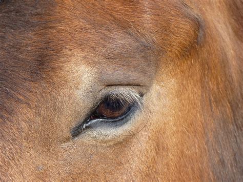 Horse Eye Animal Free Photo On Pixabay Pixabay
