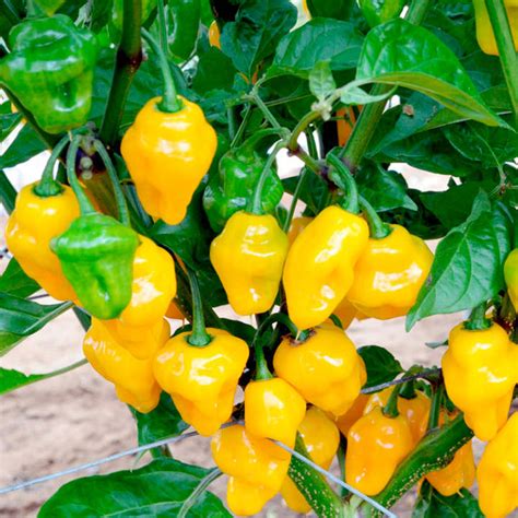 How to grow chillies indoorgrow chili pepper indoorno store bought seedspice kitchen#spicekitchen #growchiliindoor #gardeninghow to grow chilli plant at home. Pepper Trinidad Perfume (1) P10 - Chilli Plants and ...