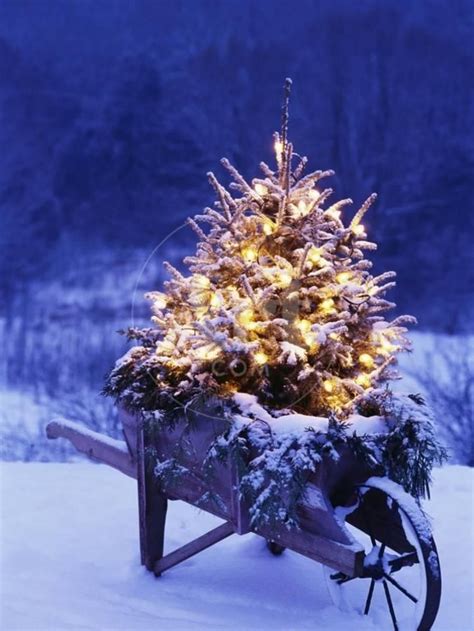 Lighted Christmas Tree In Wheelbarrow Photographic Print Jim