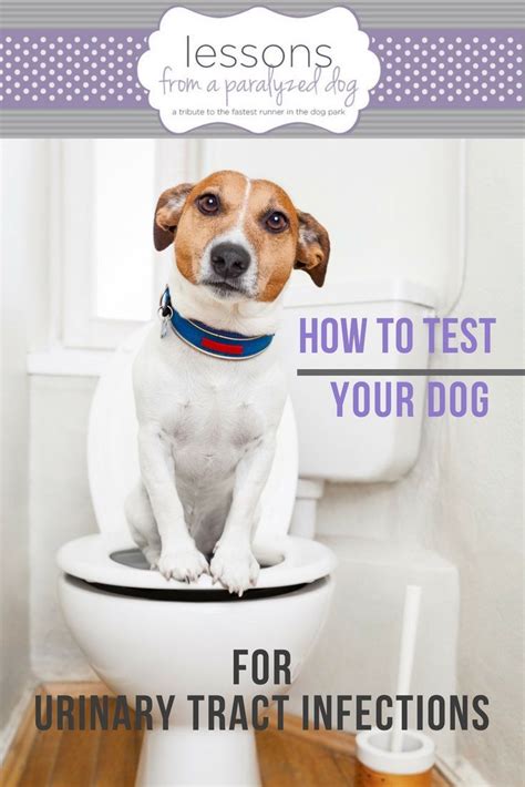 How To Test Pets For Urinary Tract Infections At Home Dog Uti