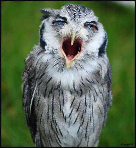 Yawning Cute Owl Bird Owls Early Animaux Love Birds Owl