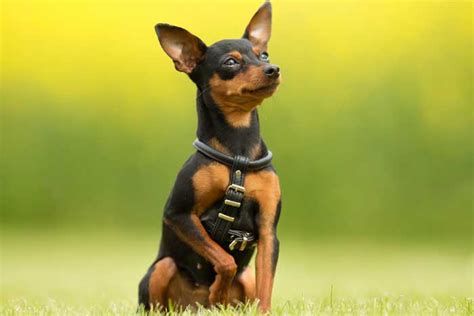 Mini Pincher 10 Curiosidades Del Pinscher Miniatura Feelcats