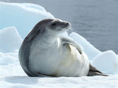 Earless Seals Penobscot Bay Islands Harbor Hog Allen Islands