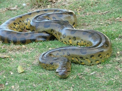 Fakta Menarik Mengenai Anaconda Spesis Ular Terbesar Di Amazon Iluminasi
