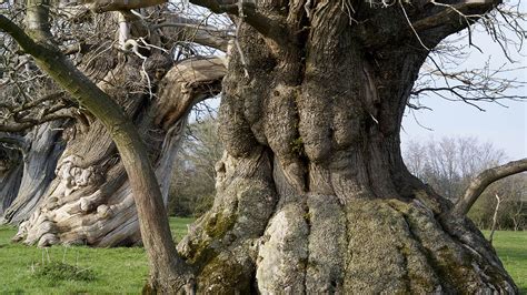 Ancient Trees Woodland Trust