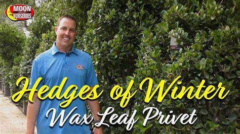 Hedges Of Winter Wax Leaf Privet Youtube