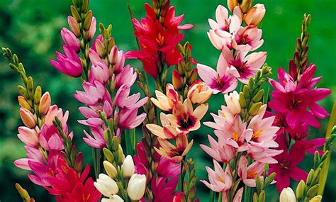 Up To 39 Off 160 Or 300 Summer Flowering Bulbs Groupon