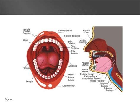 Cavidad Bucal