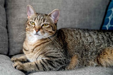 Tabby Cat Breed Profile Characteristics And Care