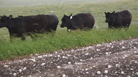 Cattle Get Beaten Alive By Massive Hail June 10 2016 Youtube