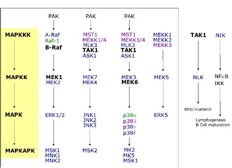 Schematic Simplified Representation Of The Different MAP Kinase Pathways In Mammalians 