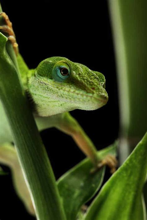 Where Does An Anole Lizard Live What Are The Components Of A Habitat