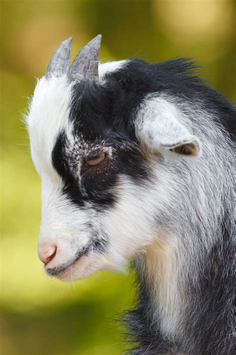 Baby Goat Free Stock Photo Public Domain Pictures