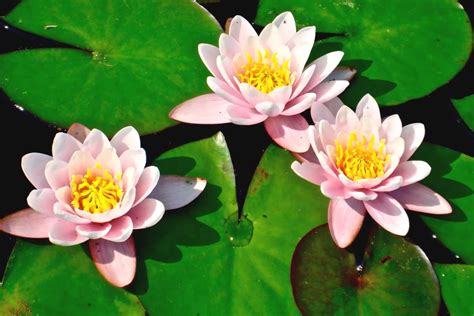 Water Lily Growing And How To Care