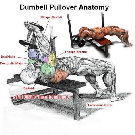 Dumbell Pullovers Dumbell Pullover Bodybuilding Workouts Shoulder