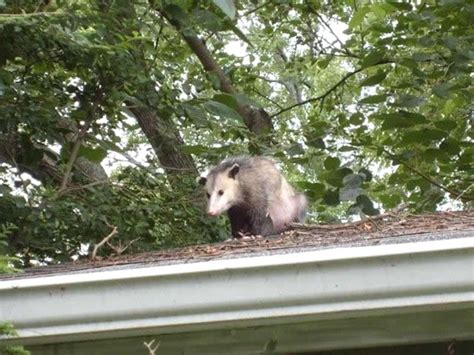 Opossum Removal Trapping And Control Columbus Alpharetta North Georgia