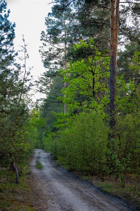 Spring Forest Landscape Paths In The Forest Stock Photo Image Of